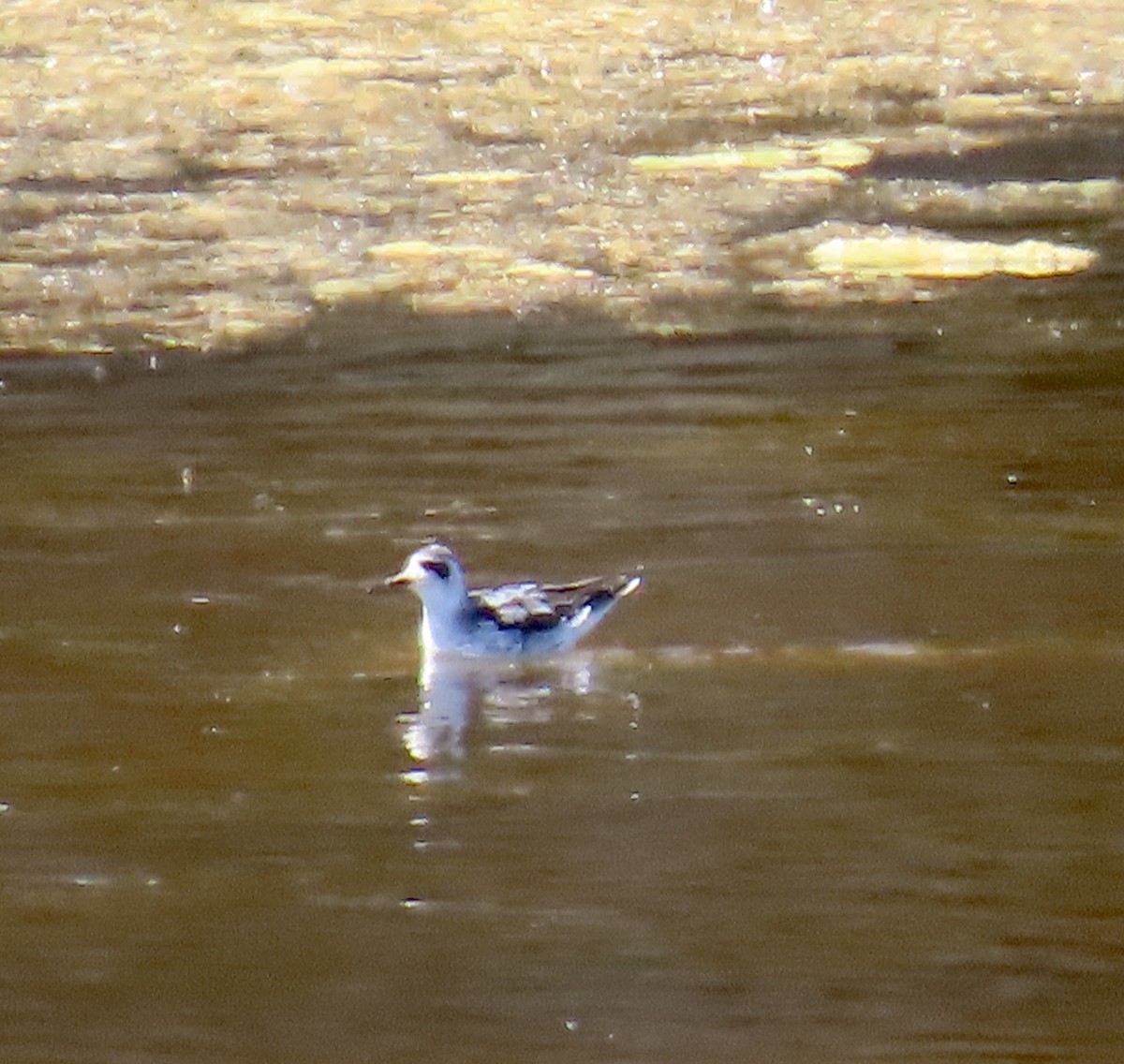 polarsvømmesnipe - ML642139312