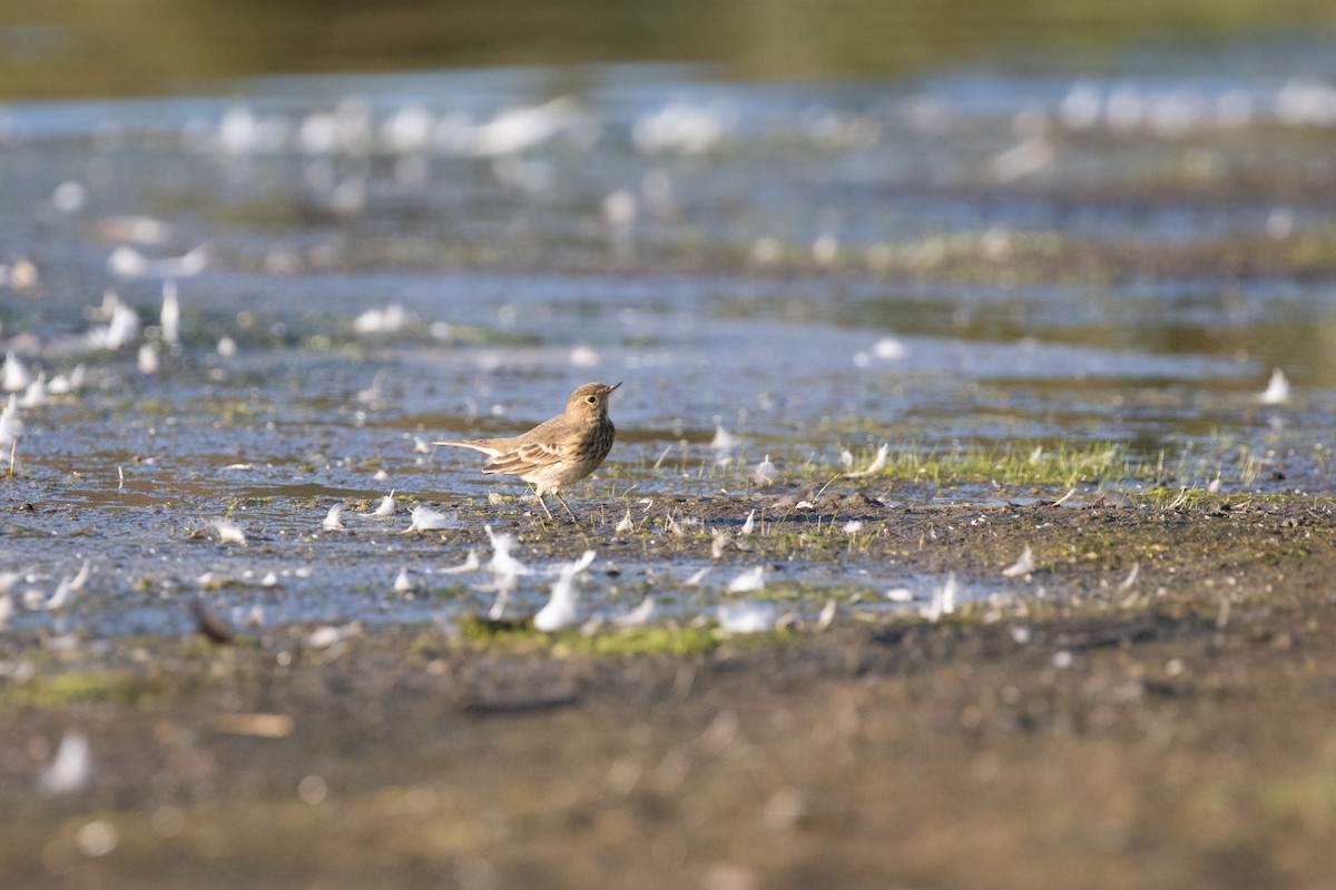 American Pipit - ML642139314