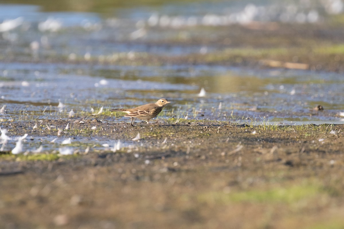 American Pipit - ML642139315