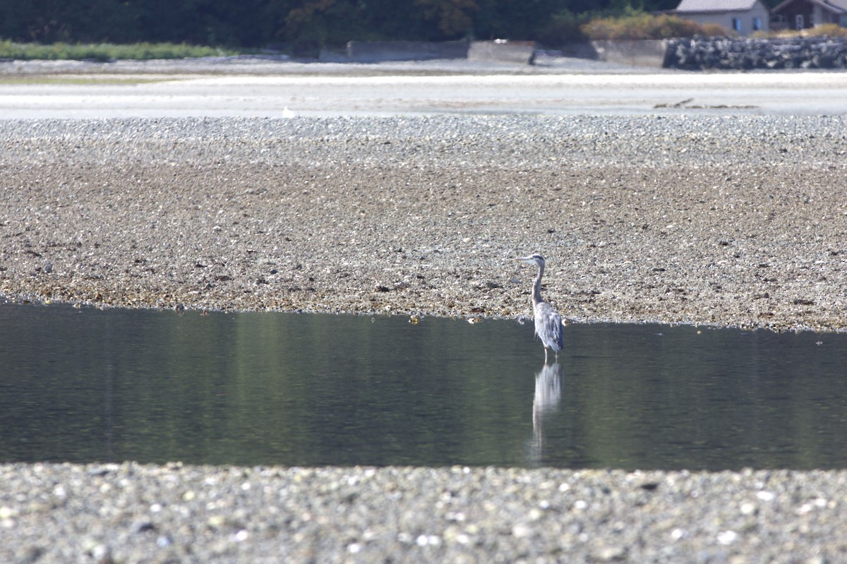 Great Blue Heron - ML642139337