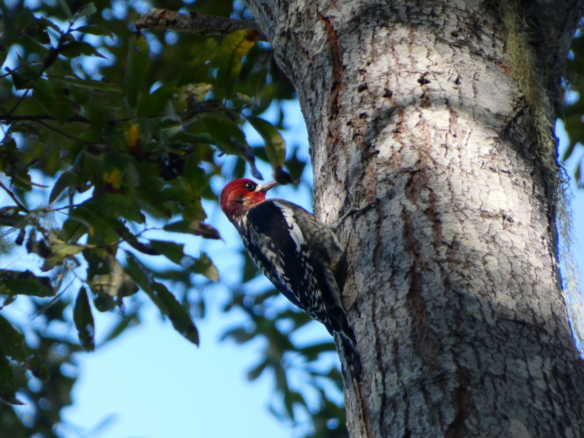 Red-breasted Sapsucker - ML642139340