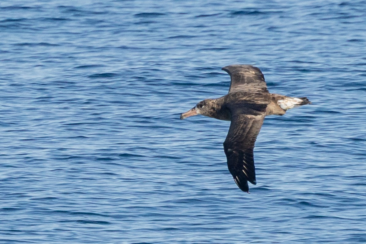 Black-footed Albatross - ML642139347