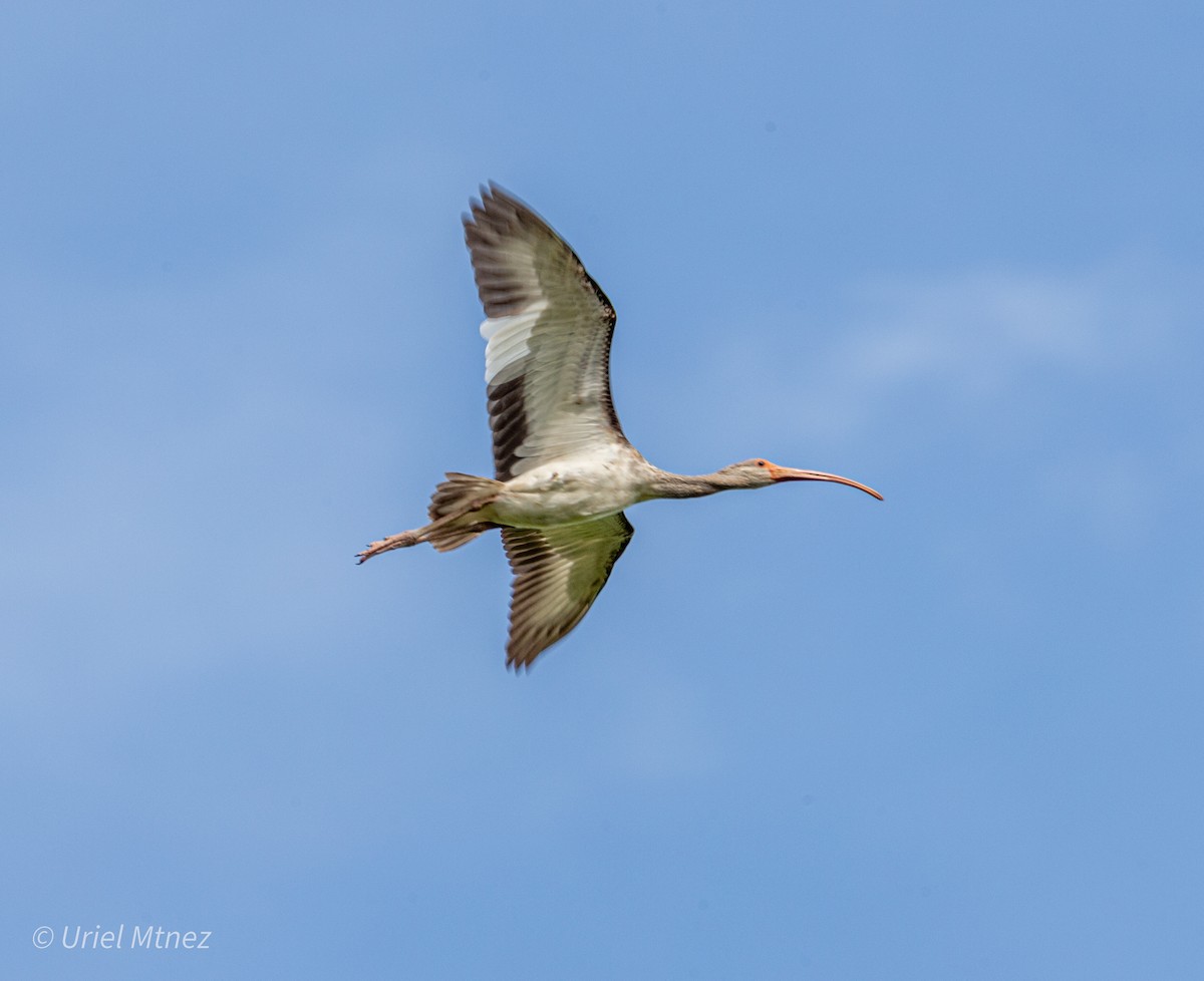 White Ibis - ML642139350