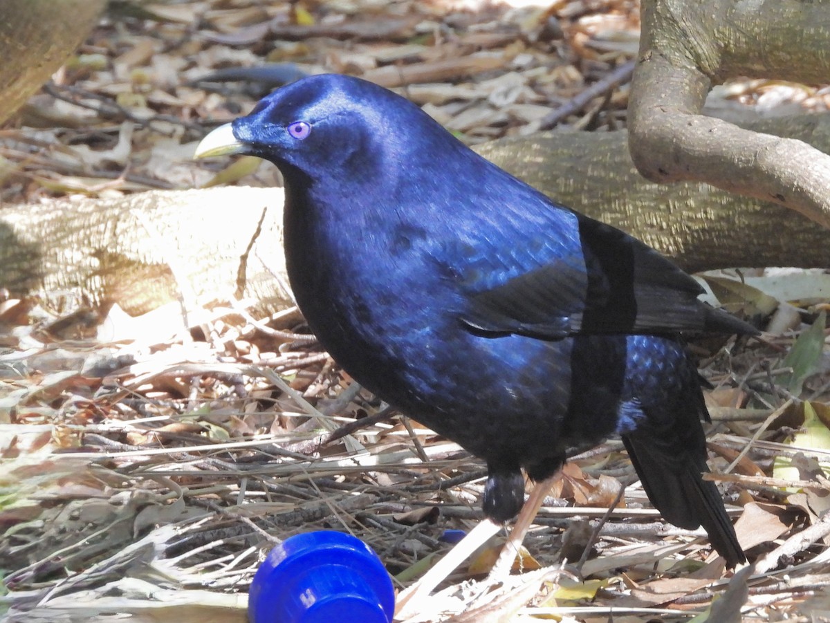 Satin Bowerbird - ML642139351