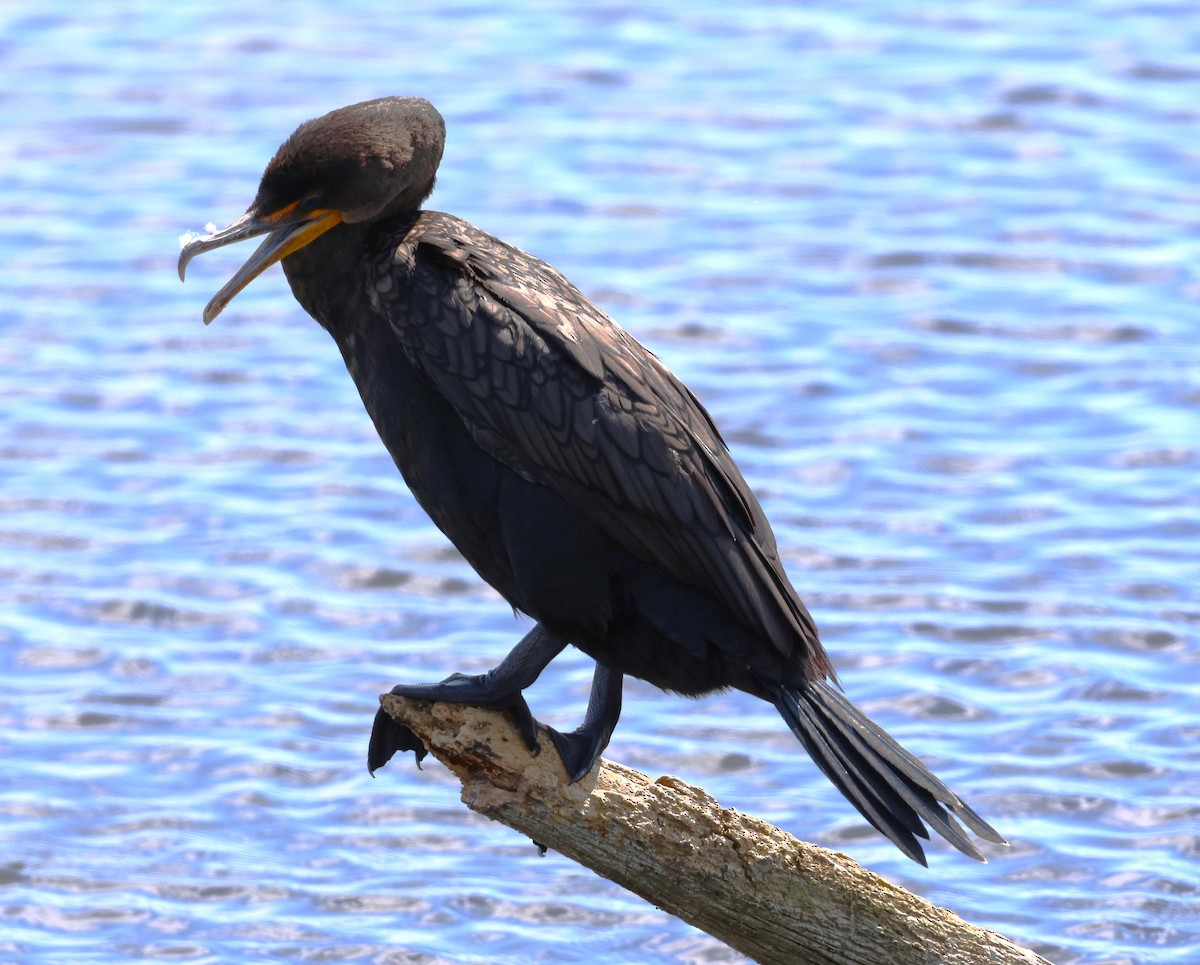 Cormoran à aigrettes - ML642139364
