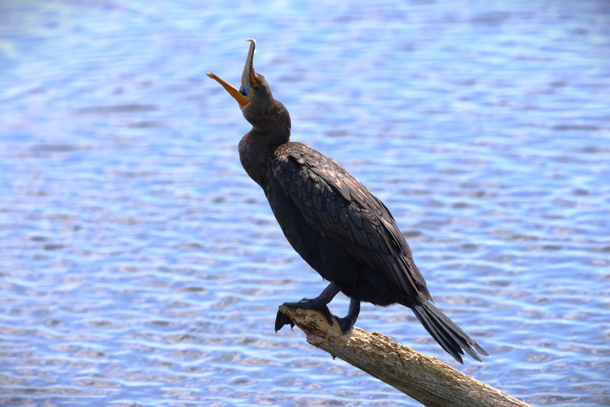Cormoran à aigrettes - ML642139365
