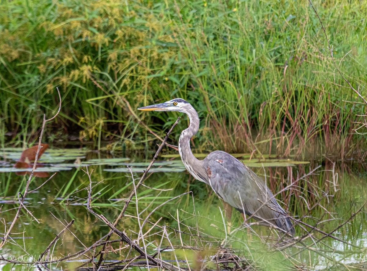 Great Blue Heron - ML642139371