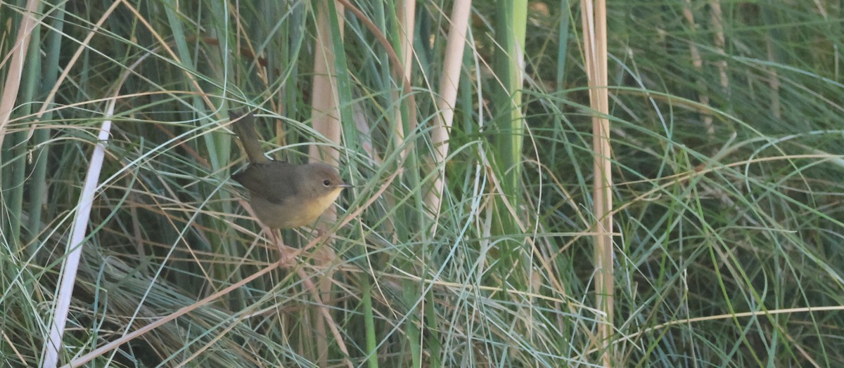 Common Yellowthroat - ML642139375