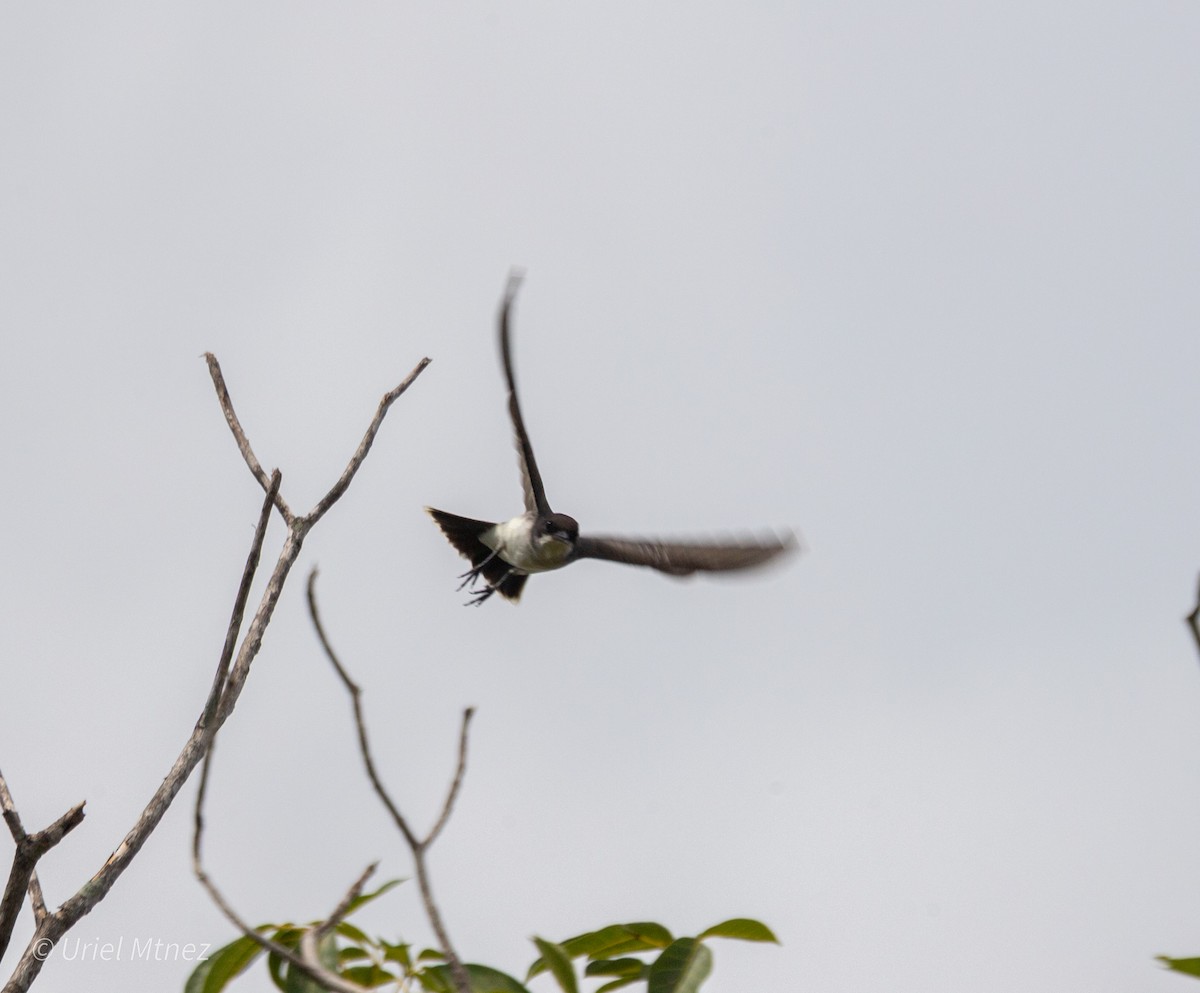 Eastern Kingbird - ML642139383