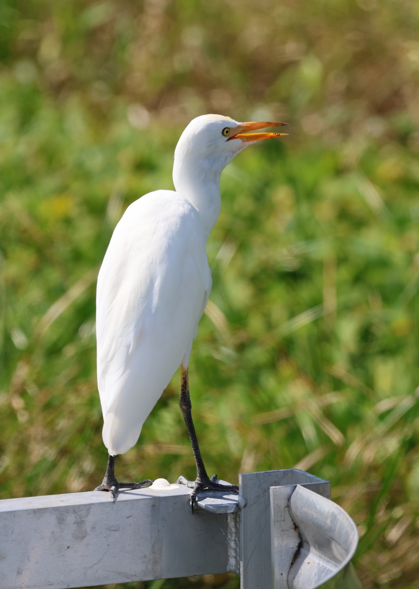 Kuhreiher - ML642139384