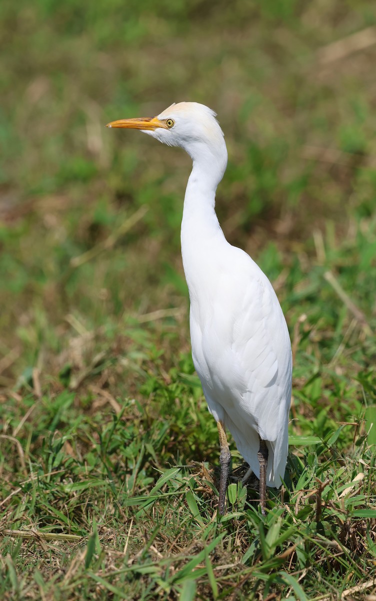 Kuhreiher - ML642139385