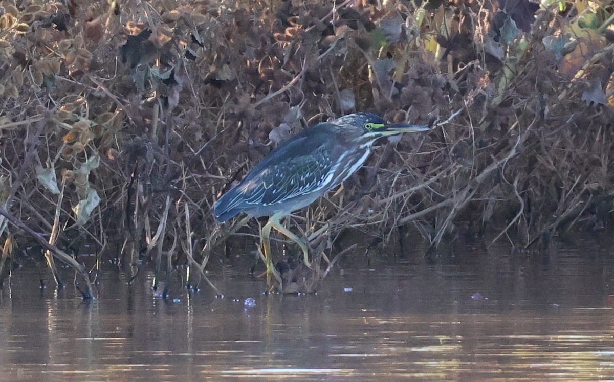 Green Heron - ML642139399