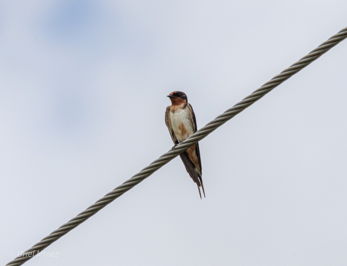 Barn Swallow - ML642139400