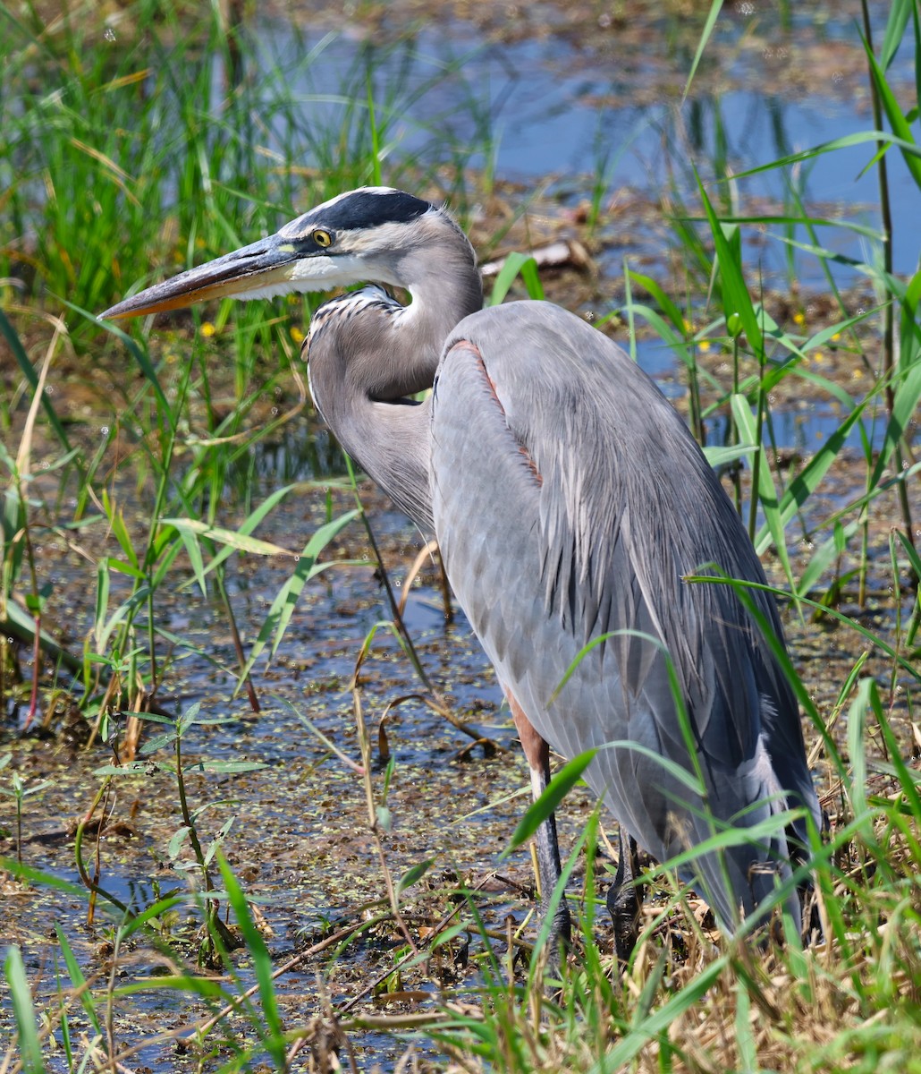 Great Blue Heron - ML642139402