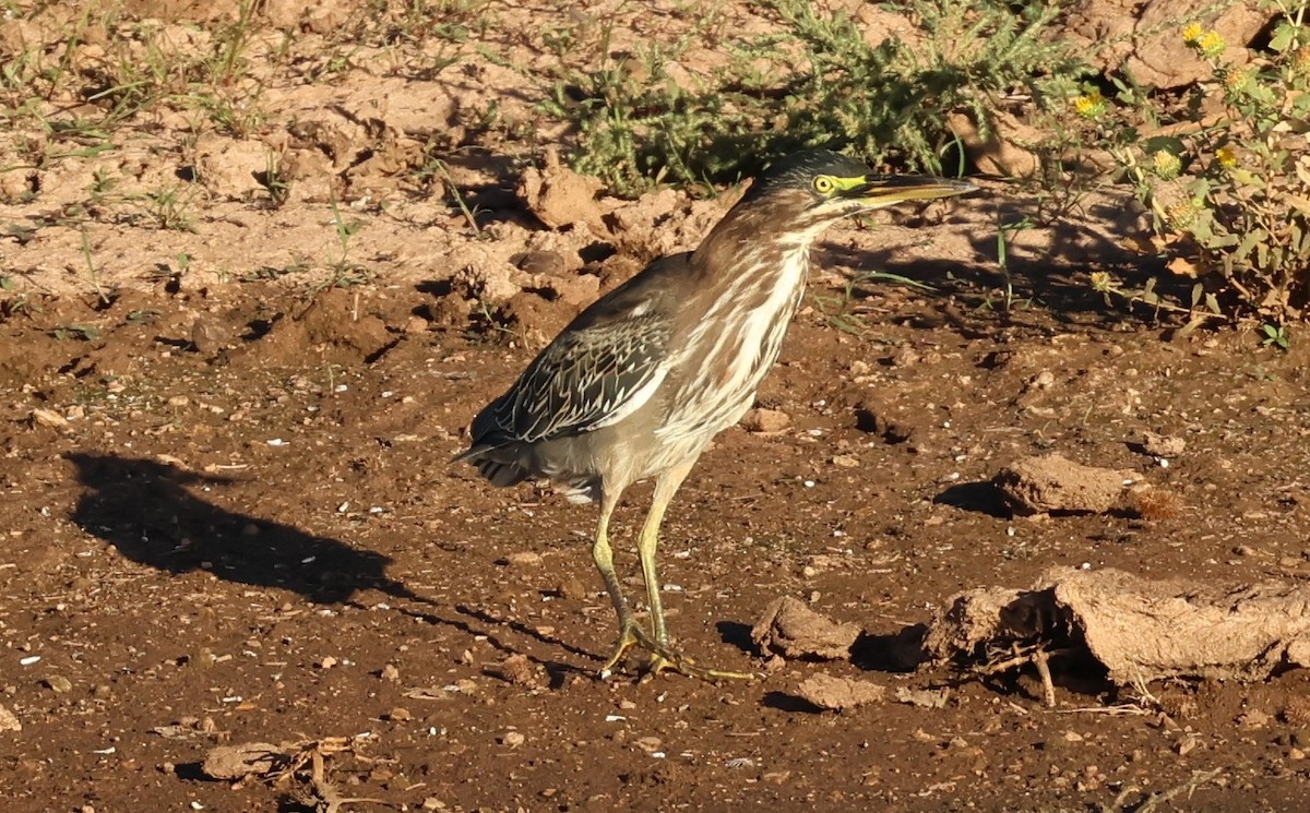 Green Heron - ML642139406