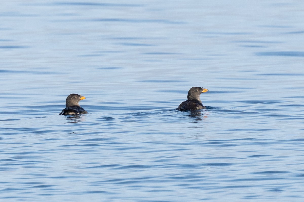 Rhinoceros Auklet - ML642139422