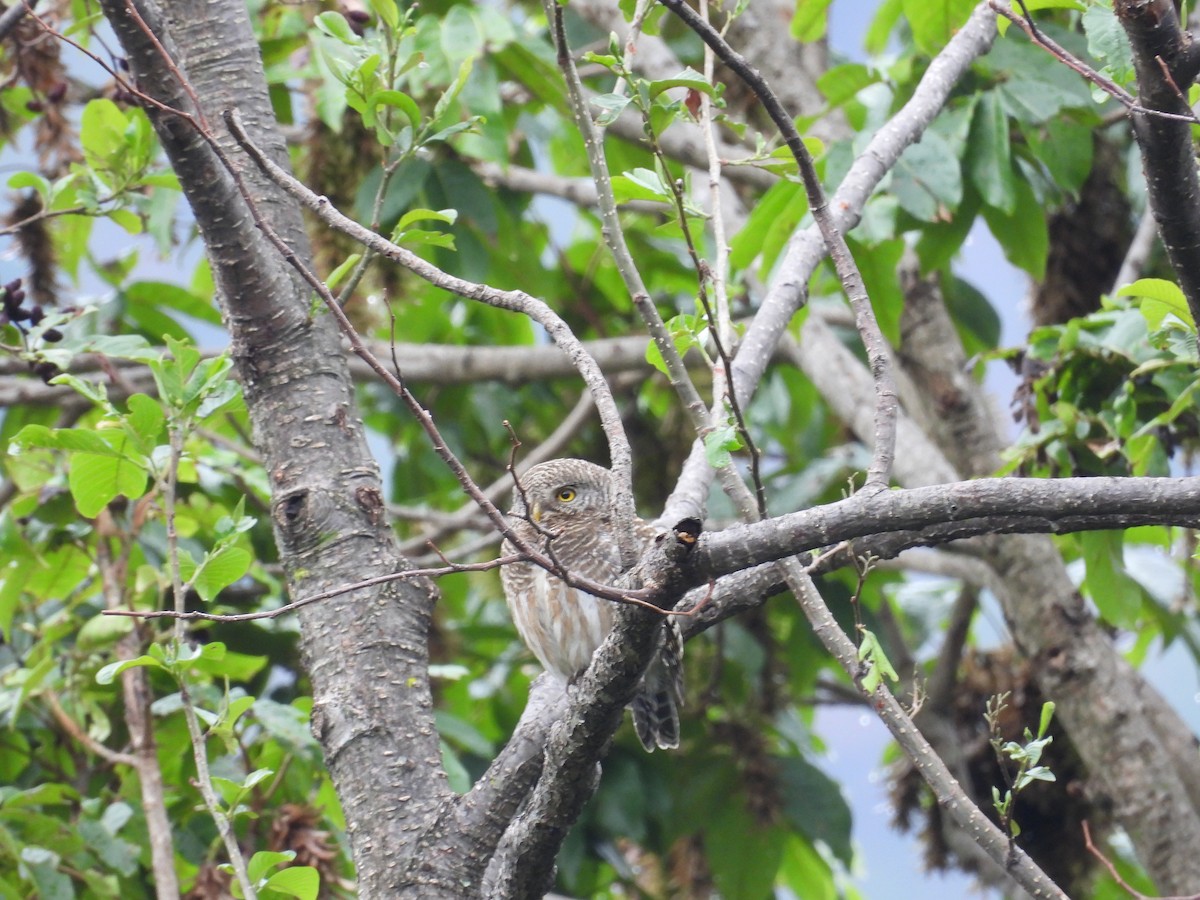 Asian Barred Owlet - ML642139426