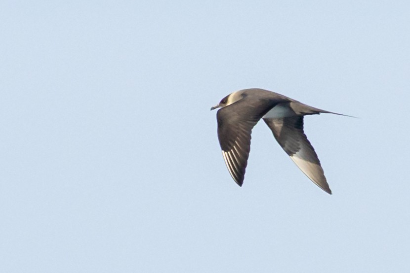 Parasitic Jaeger - ML642139430