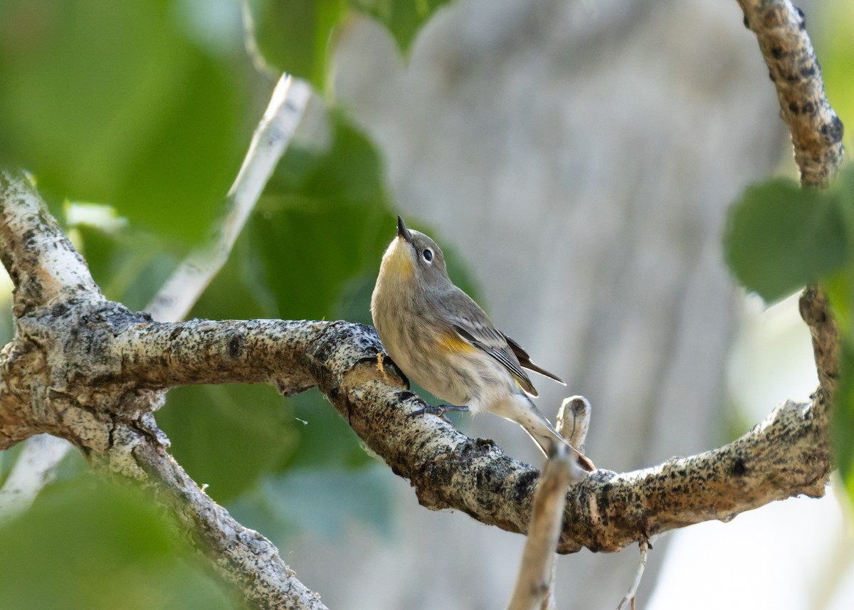 Yellow-rumped Warbler - ML642139433
