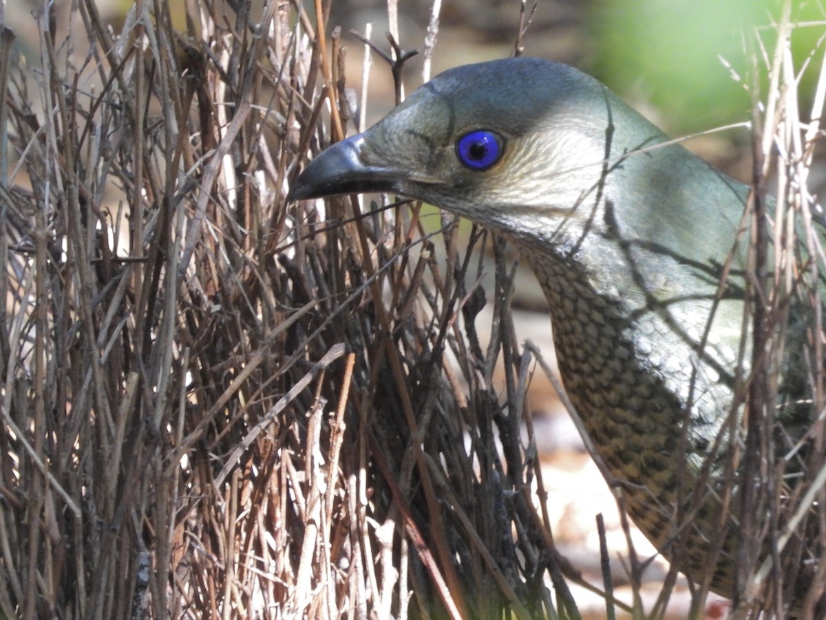Satin Bowerbird - ML642139435
