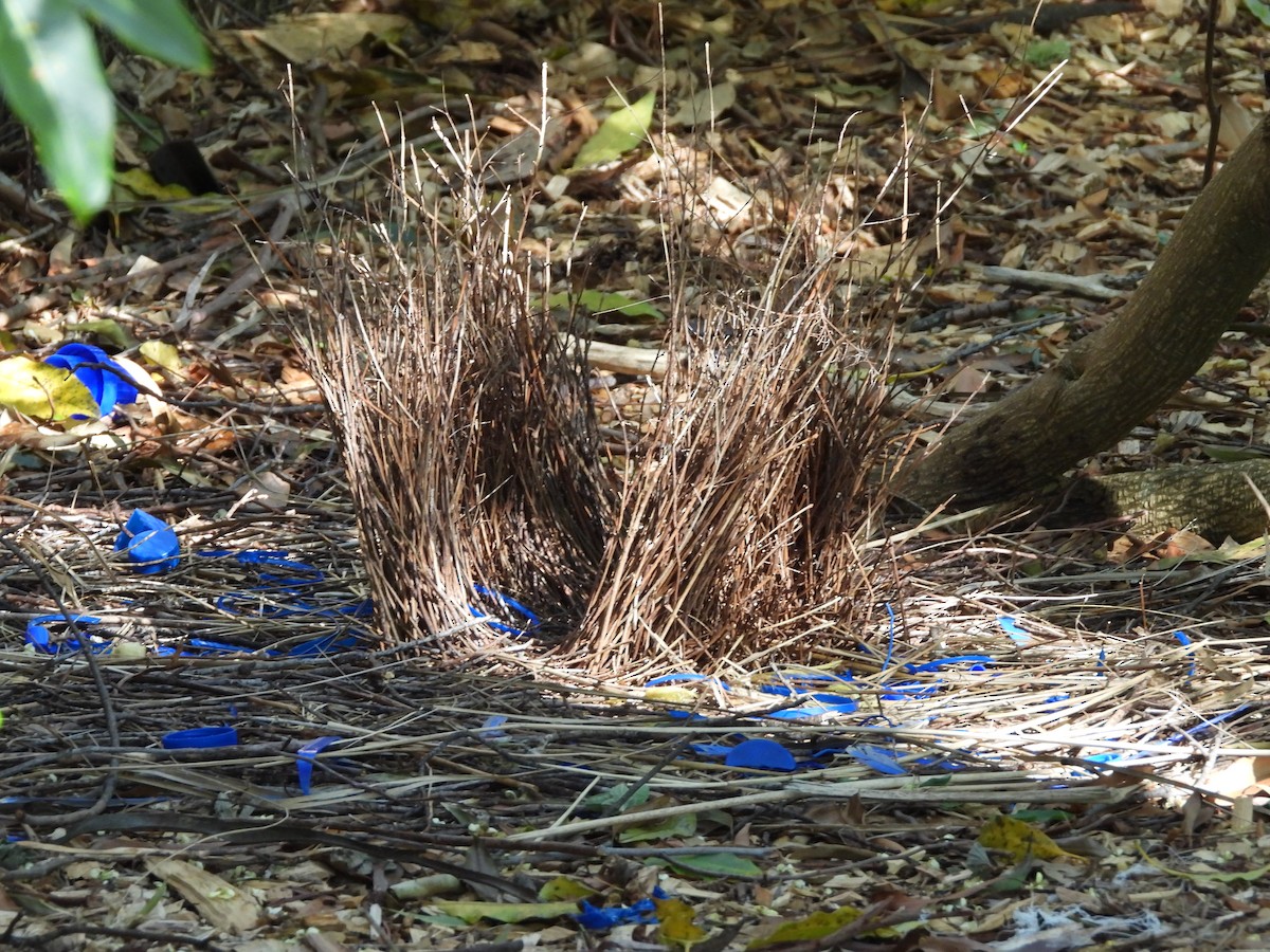Satin Bowerbird - ML642139436