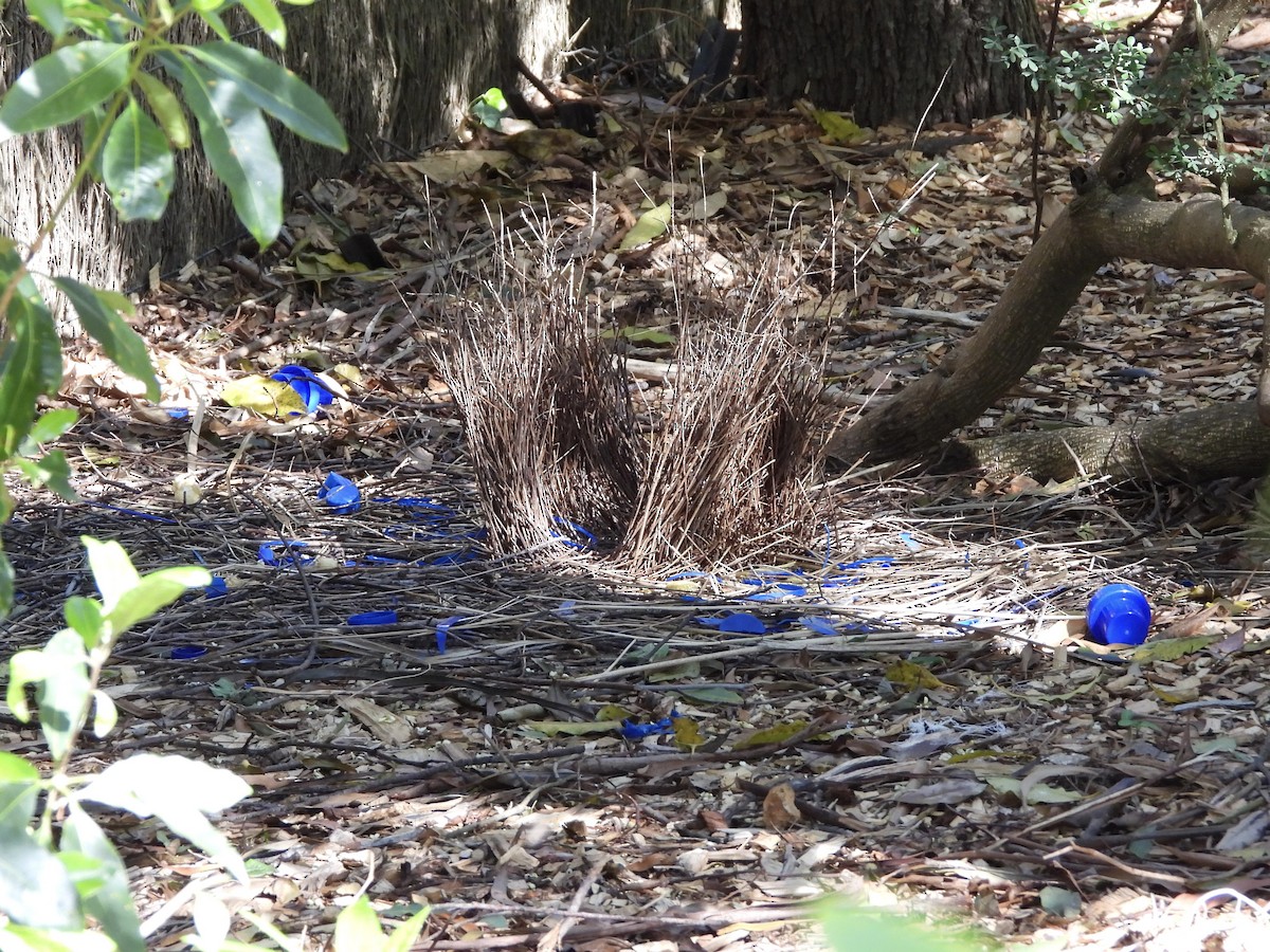 Satin Bowerbird - ML642139437