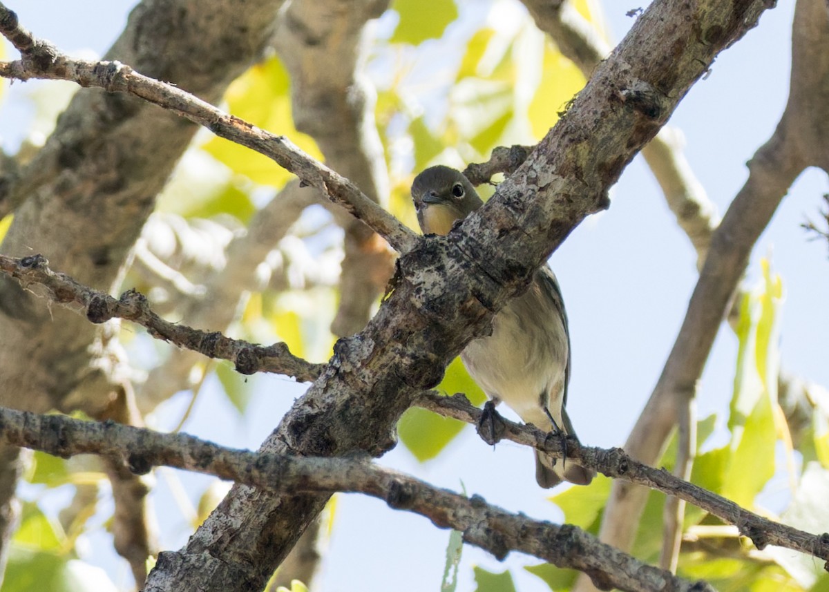 Yellow-rumped Warbler - ML642139440