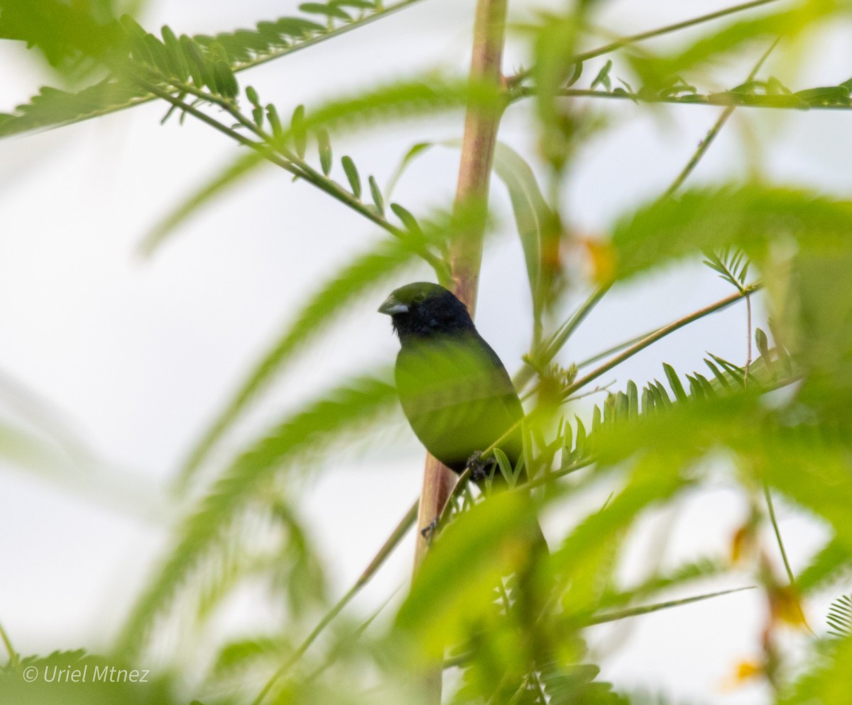 Blue-black Grassquit - ML642139443