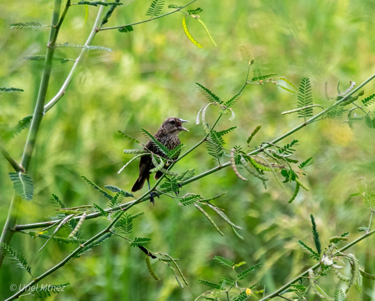 Red-winged Blackbird - ML642139445
