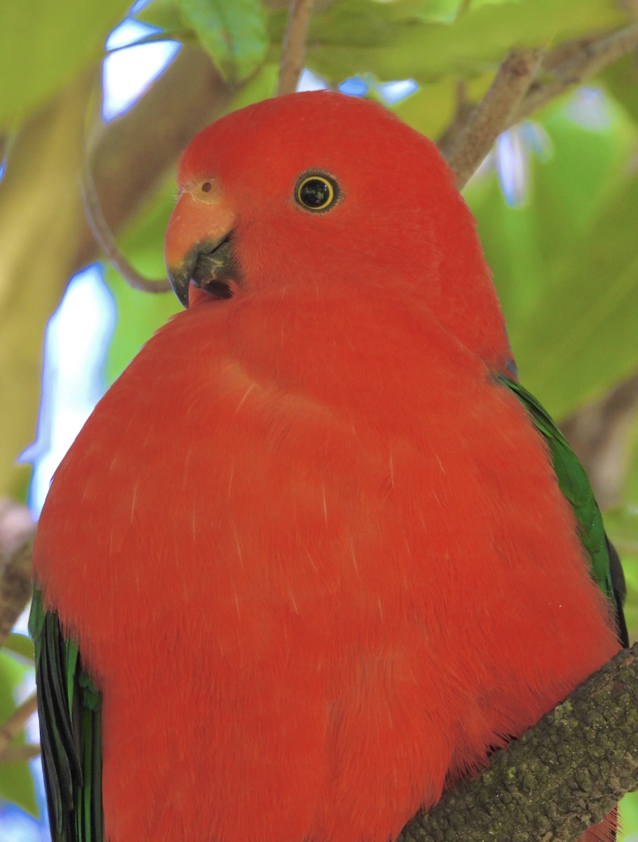 Australian King-Parrot - ML642139446