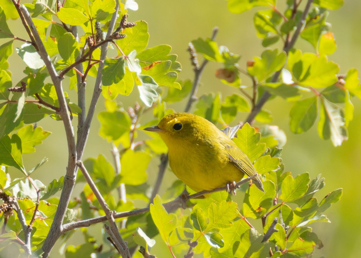 Wilson's Warbler - ML642139462
