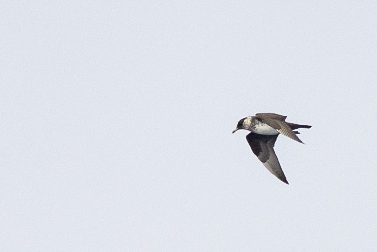 Pomarine Jaeger - ML642139463