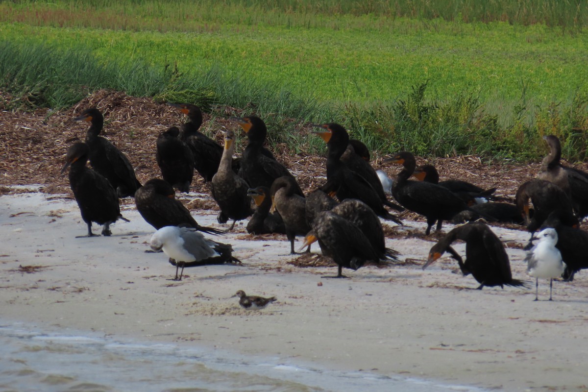 Cormoran à aigrettes - ML642139466