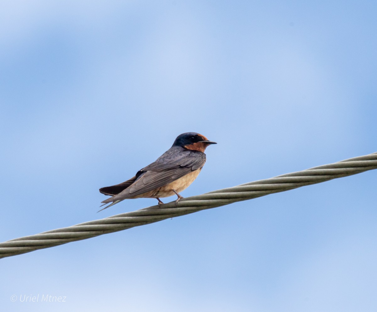 Barn Swallow - ML642139467