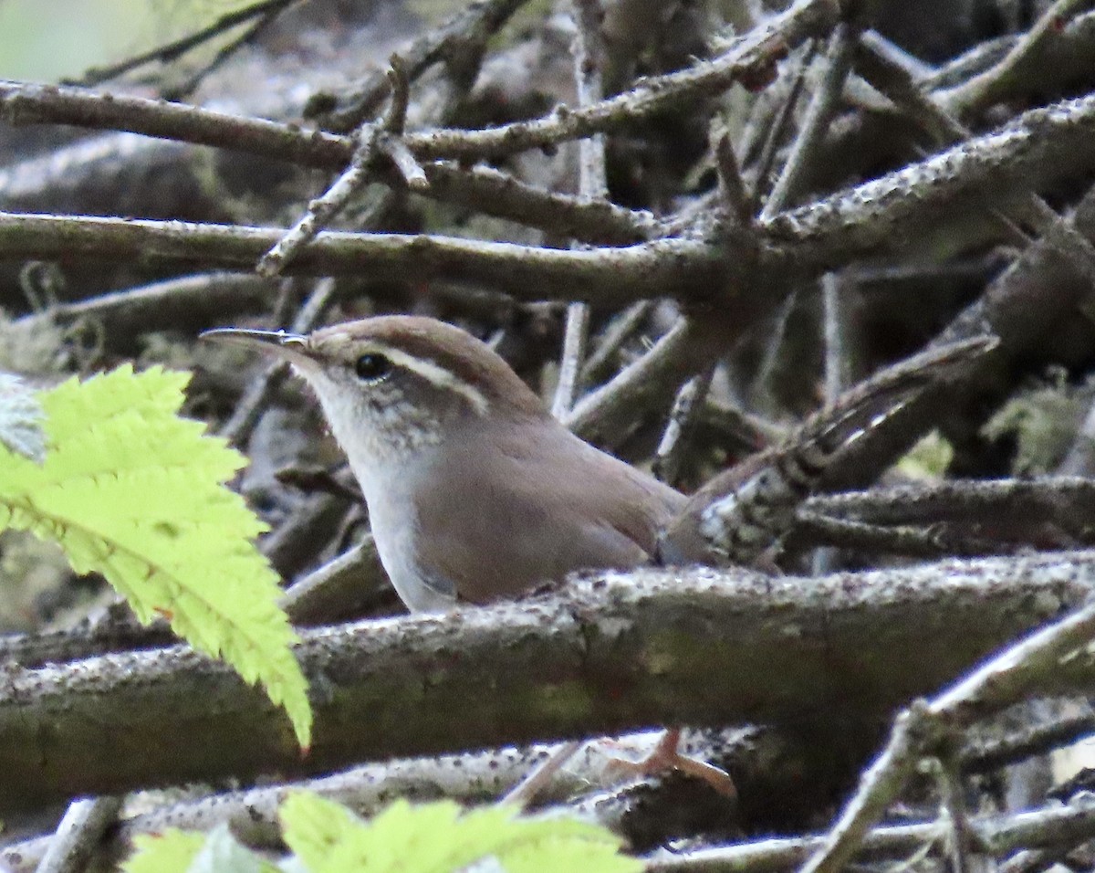 Bewick's Wren - ML642139468