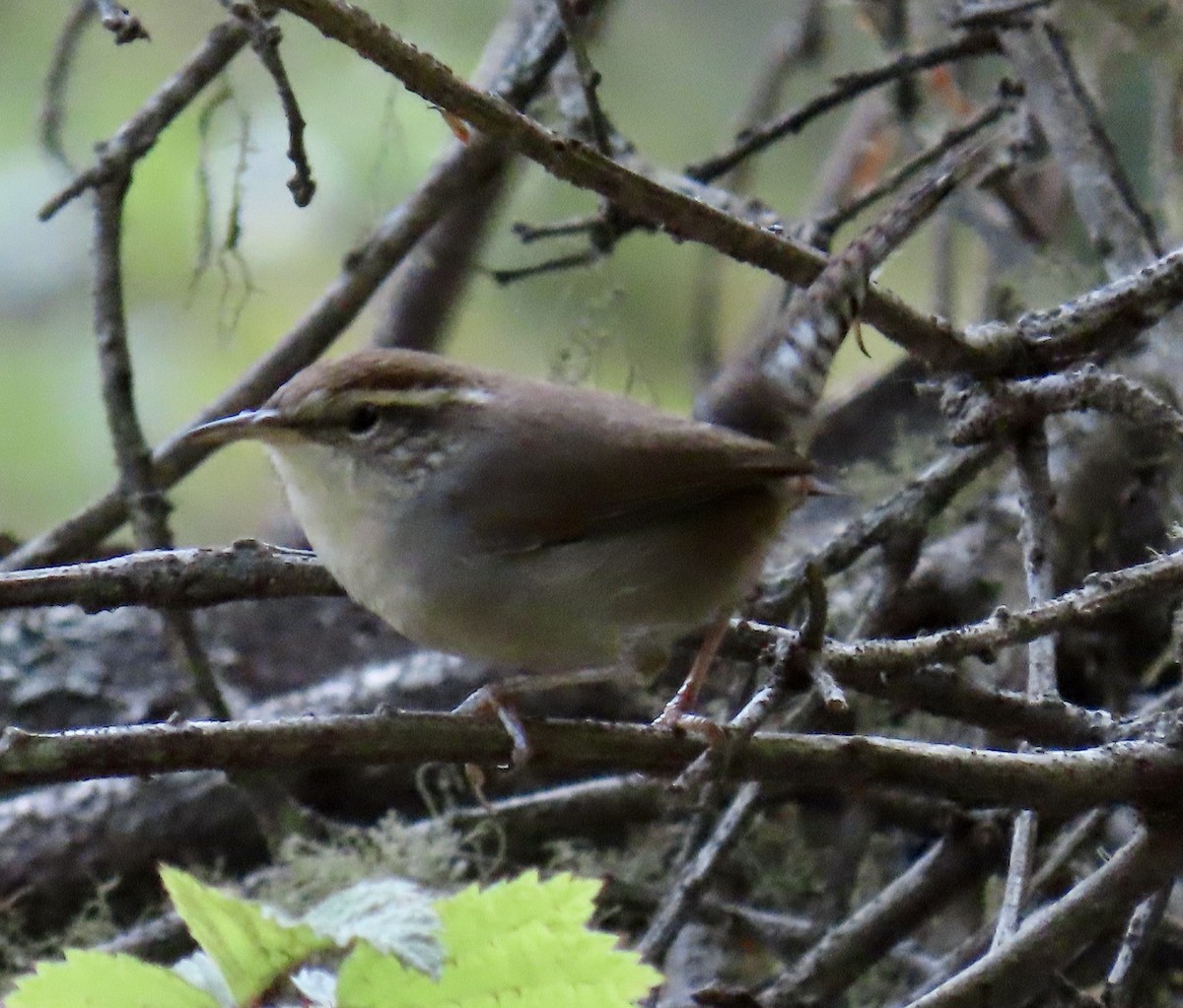 Bewick's Wren - ML642139469