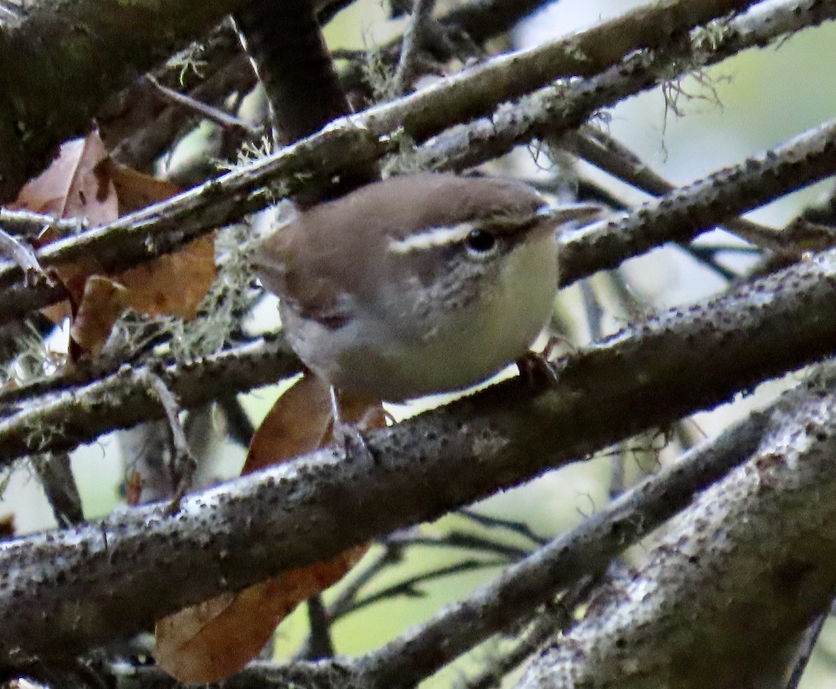 Bewick's Wren - ML642139470