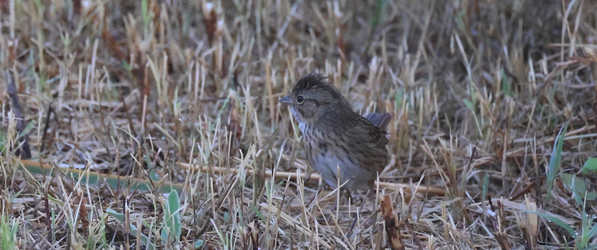Lincoln's Sparrow - ML642139471
