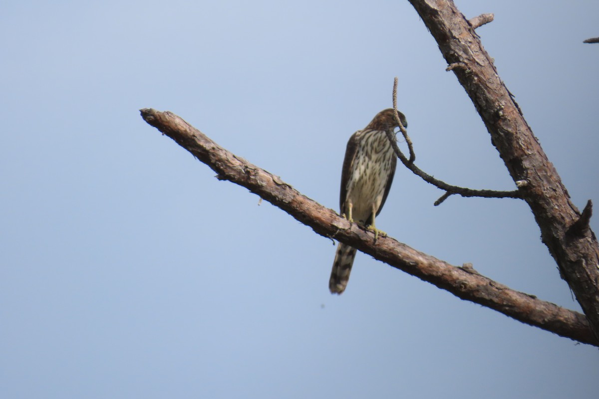 Cooper's Hawk - ML642139499
