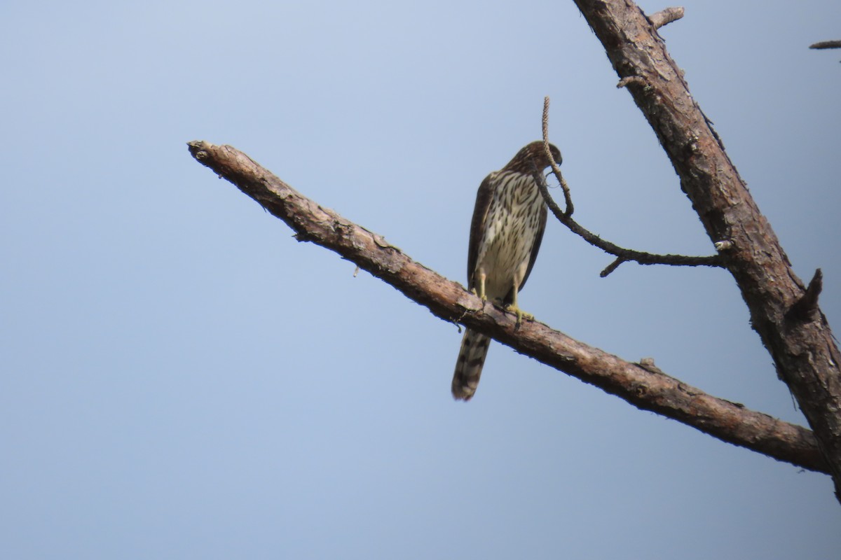 Cooper's Hawk - ML642139500