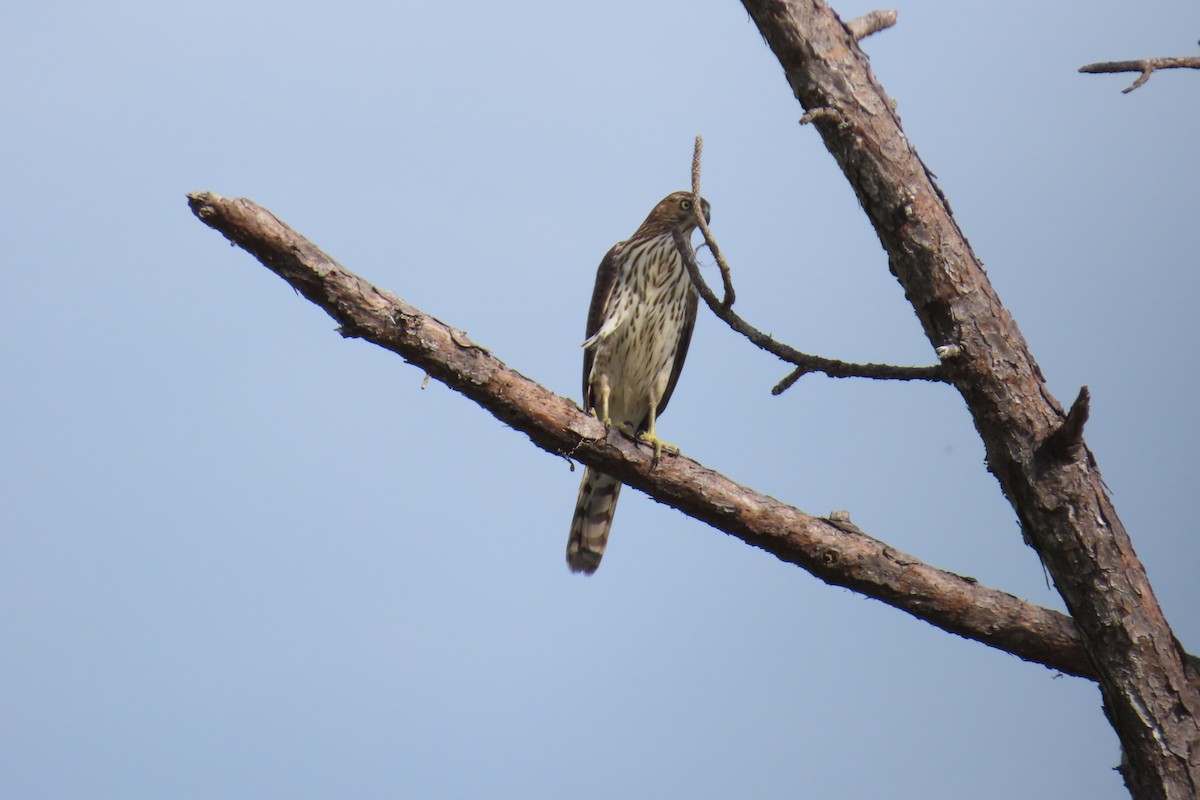 Cooper's Hawk - ML642139501