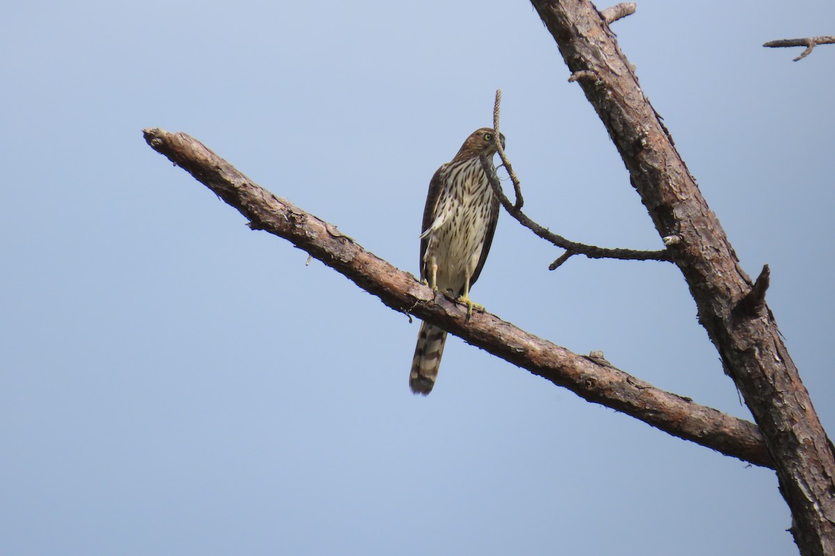 Cooper's Hawk - ML642139502