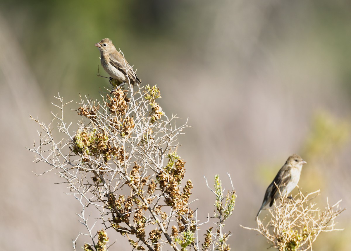 Lazuli Bunting - ML642139507