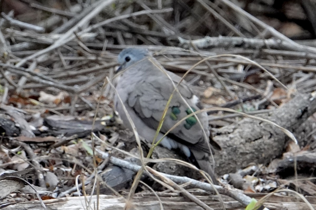 Emerald-spotted Wood-Dove - ML642139509