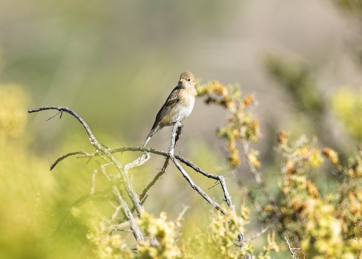 Lazuli Bunting - ML642139510