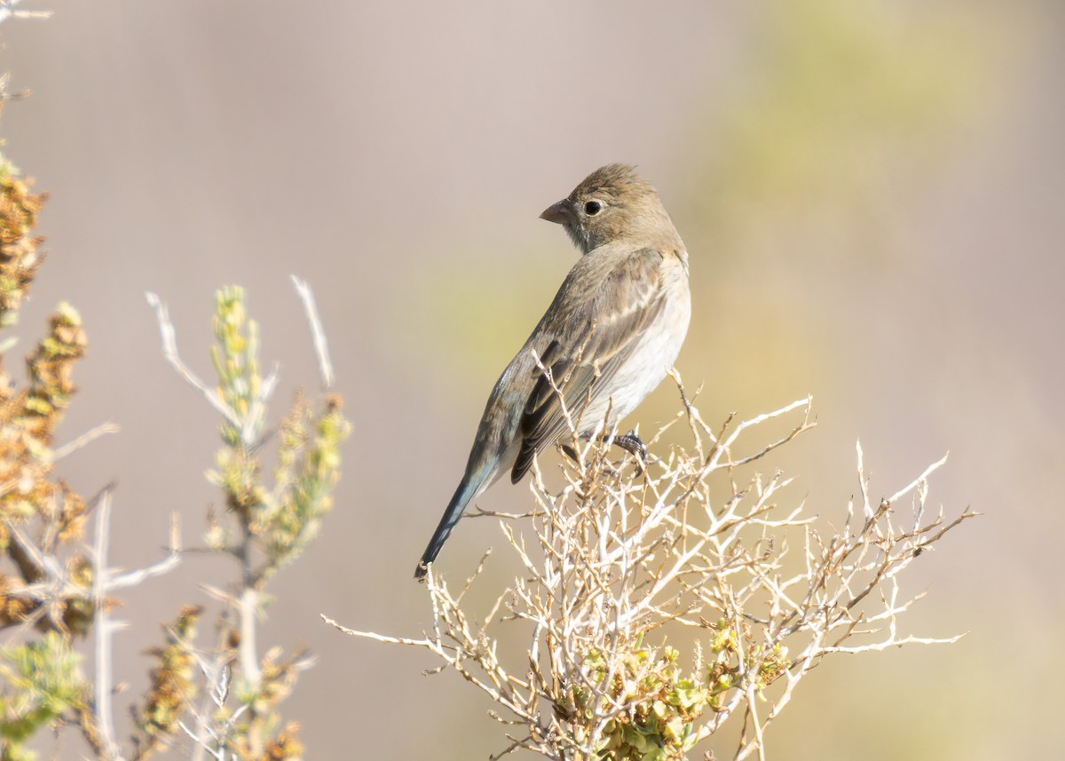 Lazuli Bunting - ML642139513