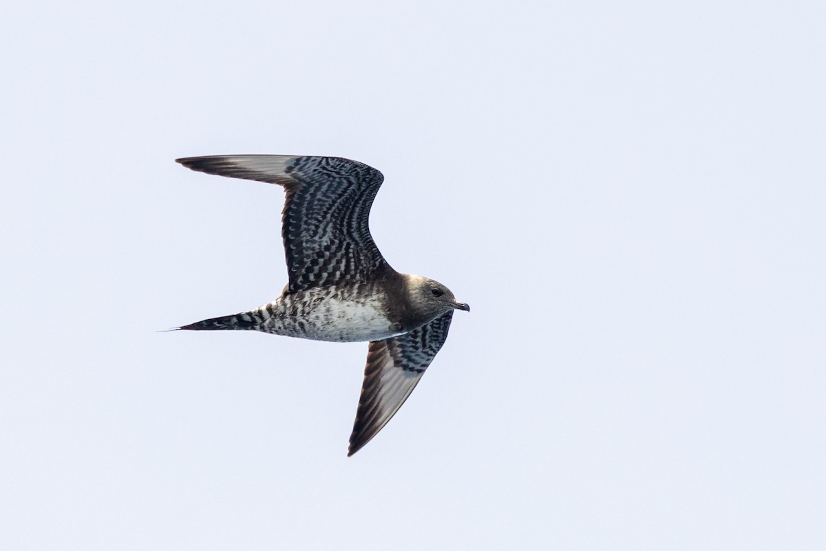 Parasitic Jaeger - ML642139520