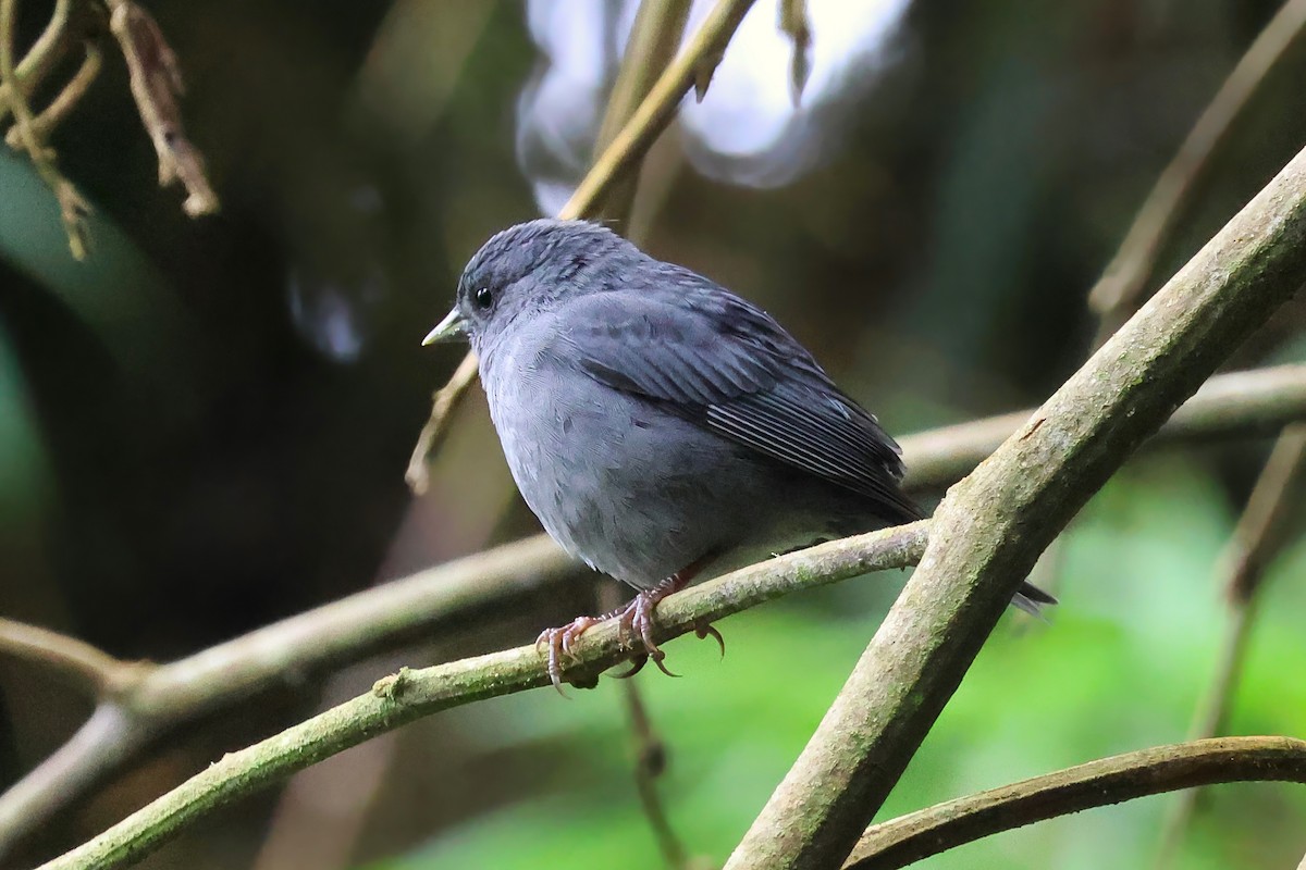 Slaty Finch - ML642139525