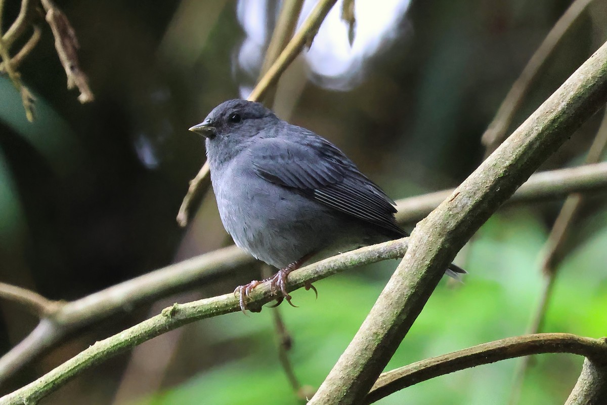 Slaty Finch - ML642139526