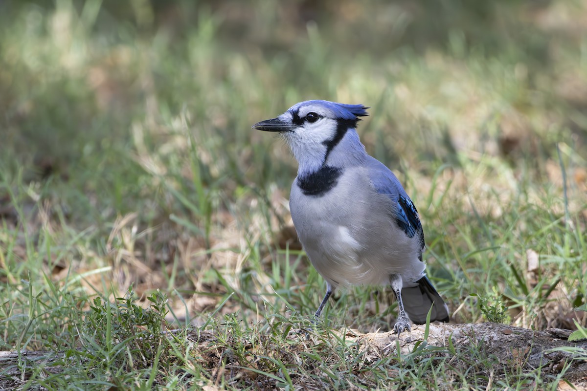 Blue Jay - ML642139530